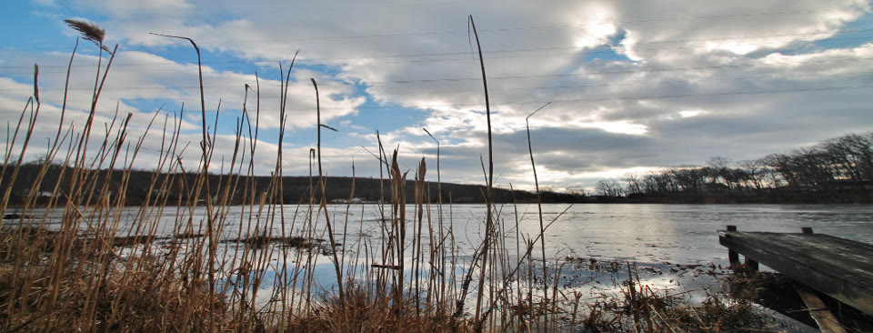 Lake shoreline with cattails under a cloudy sky